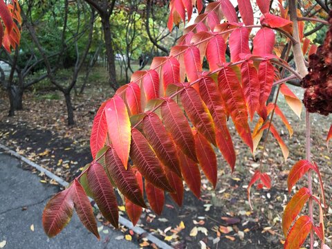 Branch of Staghorn Sumac tree with bright red leaves against autumn park background