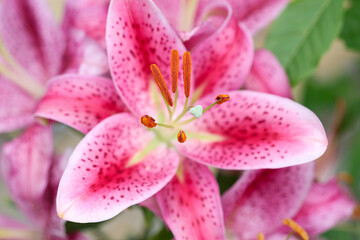 Close-Up of a Vibrant Pink Stargazer Lily in Full Bloom