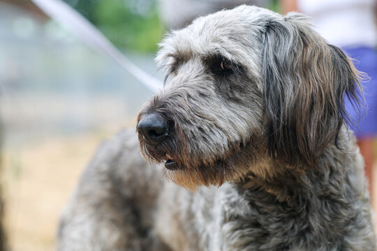 Close-Up Portrait of a Shaggy Gray Labradoodle Dog Outdoors