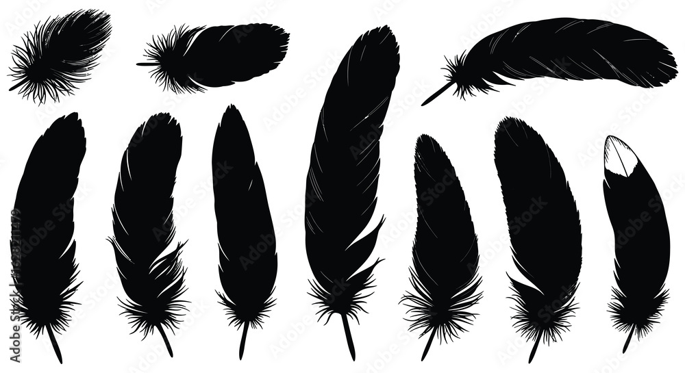 Poster elegant collection of black feathers isolated on white background for design elements