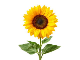 Single sunflower blooming against black background, Isolated On White Background, Png Transparent
