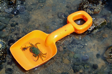European Green Crabs in orange beach shovel
