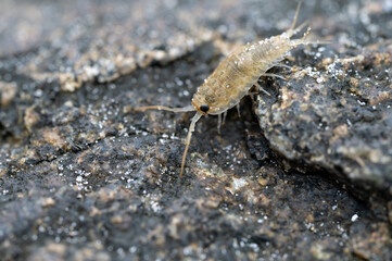 Common Sea Slater (Ligia oceanica)