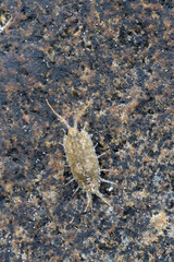 Common Sea Slater (Ligia oceanica)