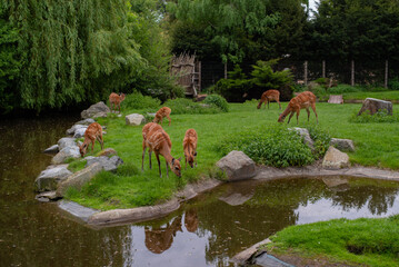 A peaceful group of nyala antelopes grazing by a calm pond in a lush green habitat. The serene wildlife scene is framed by dense trees, rocks, and reflections in the water. Prague, Czech Republic