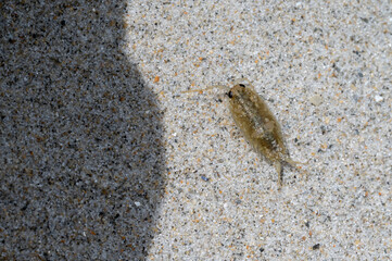 Common Sea Slater (Ligia oceanica)