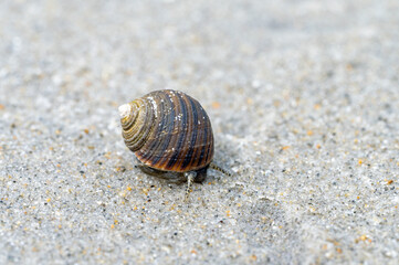 Common Periwinkle (Littorina littorea) on sand