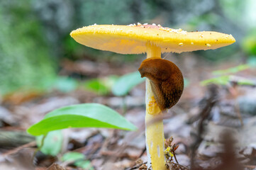Gray Garden Slug (Deroceras reticultatum) on yellow mushroom