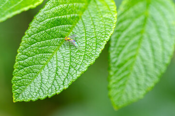Long-legged Fly (Condylostylus spp.) on green leaf