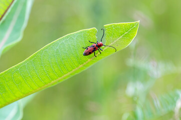 Red Milkweed Beetle (Tetraopes tetrophthalmus) on host plant