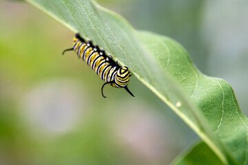 Monarch caterpillar (Danaus plexippus) on host plant