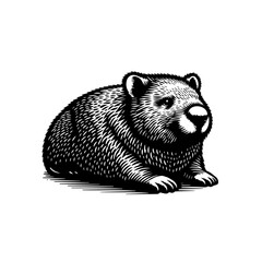 Australian wombat animal in engraving style.