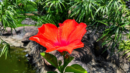 A close-up of a vibrant red hibiscus flower in full bloom.