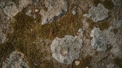 Macro Texture of Stone and Moss