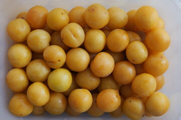 juicy yellow cherry plum