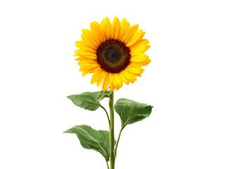 Obraz premium Single sunflower blooming against black background, Isolated On White Background, Png Transparent