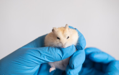 Hands in blue medical gloves hold a hamster. Veterinary medicine, research, diagnostics. At a reception at the vet