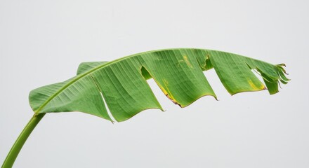 Banana Leaf Green Tropical Plant with Large Vibrant Foliage on White Background