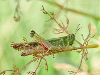 Slender Green-winged Grasshopper (Aiolopus 
