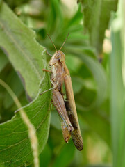 Slender Green-winged Grasshopper (Aiolopus 
