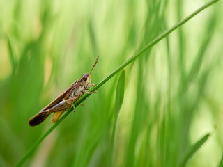 Slender Green-winged Grasshopper (Aiolopus 
