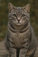 grey tabby cat AI generated