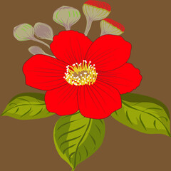 red flower isolated on white background