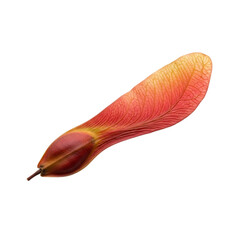 A single, vibrant red and yellow maple tree seed, also known as a samara or helicopter seed, isolated on a transparent background