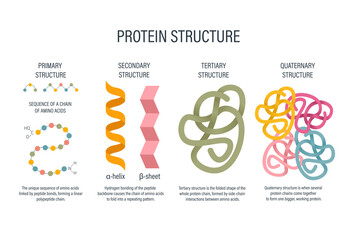 Protein Structure Levels labeled Diagram - levels of protein folding including amino acid chain molecule peptide helix sheet domain complex biology textbook education infographic for school teaching