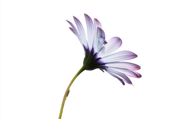 Naklejka premium a single purple flower is in a vase