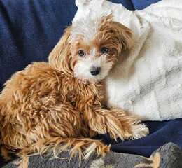 cavalier king charles spaniel