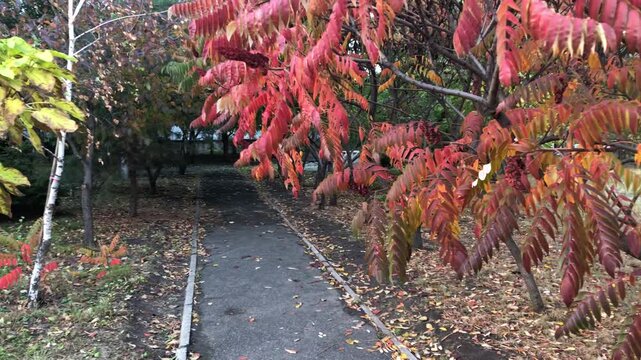 Moving on wind Branchs of Staghorn Sumac tree with bright red leaves against autumn multi-color park background