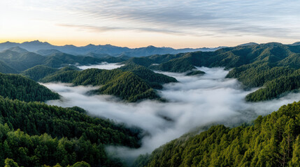 Fototapeta premium Misty hills enveloped in fog during blue hour create serene landscape