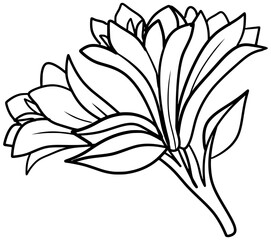 Chilean Bellflower Vector Outline Line Art Drawing