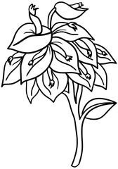 Ceibo Flowers Vector Outline Line Art Drawing