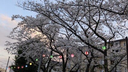 桜