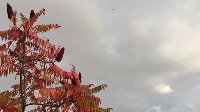 Moving on wind Branchs  of Staghorn Sumac tree with bright red leaves against autumn   sky with gray clouds