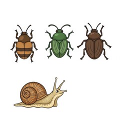 Diverse insects and snail illustrations showcasing nature's tiny wonders isolated