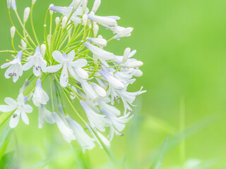 春から夏の公園や花壇を彩るアガパンサス（ムラサキクンシラン）のある風景。自然風景素材。