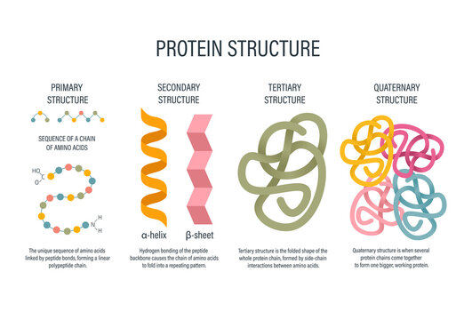 Protein Structure Levels labeled Diagram - levels of protein folding including amino acid chain molecule peptide helix sheet domain complex biology textbook education infographic for school teaching