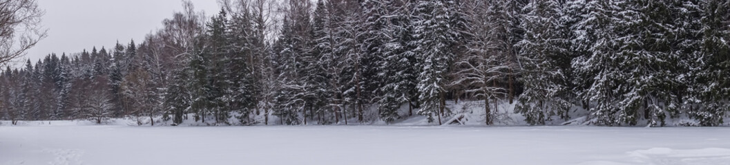 Panorama with a view of the coniferous forest in winter. View of a frozen lake and a snow-covered forest. Nature in winter. Snowdrifts and trees .