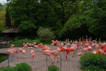 A vibrant flock of flamingos stands near a calm pond in a lush zoo setting, framed by greenery and a rustic wooden shelter. Nature, wildlife, and tropical-themed concept. Prague, Czechia
