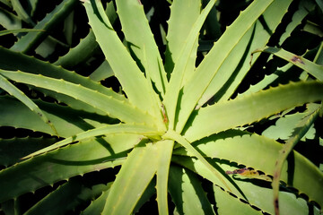 Close-up aerial view of aloe vera plant showing distinctive spiky leaves arranged in natural spiral...