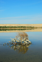 Al Farafra oasis, Egypt