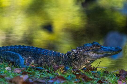 Young Alligator At The Nursery