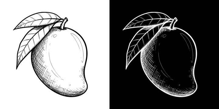 Isolated vector image of a mango with leaves, two designs on transparent and black background, pencil drawing, chalk drawing
