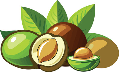 This collection of black and white images depicts  illustrations of macadamia nuts, often shown both in and out of their shells.
