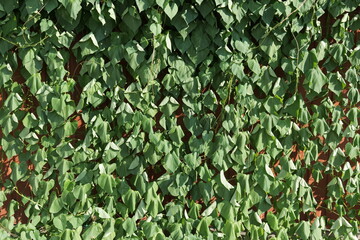 The leaves of the decorative street tree withered under the scorching sun