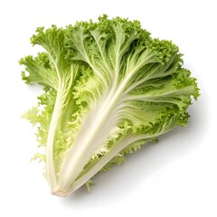 Frisée Lettuce Elegant Curly Heirloom with Pale Green Lacy Leaves and Crisp Texture on Clean White Background, Highlighting Gourmet Freshness and Distinctive Salad Appeal