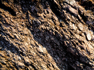 tree bark texture